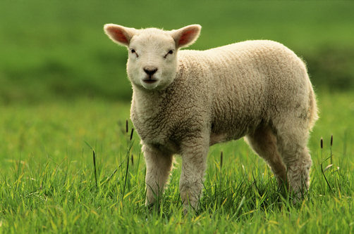 Для чего Авель разводил овец?
