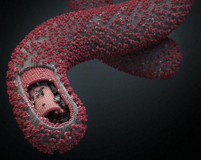 Эбола – “полная загадка” для дарвинистов