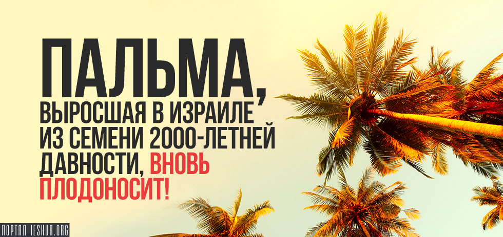 Пальма, выросшая в Израиле из семени 2000-летней давности, вновь плодоносит!