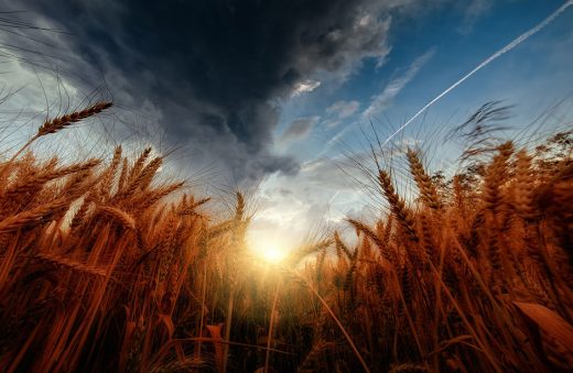 Значение пшеницы и плевел в наше время