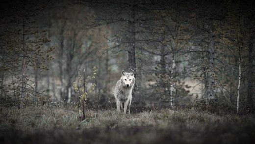 Как распознать волка