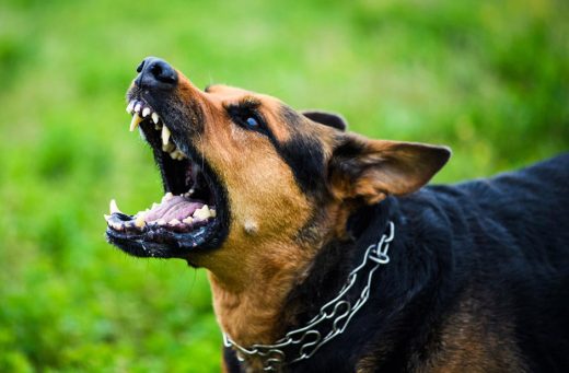 «Берегитесь псов»: смелое слово Перри Стоуна о клевете потрясает церковь