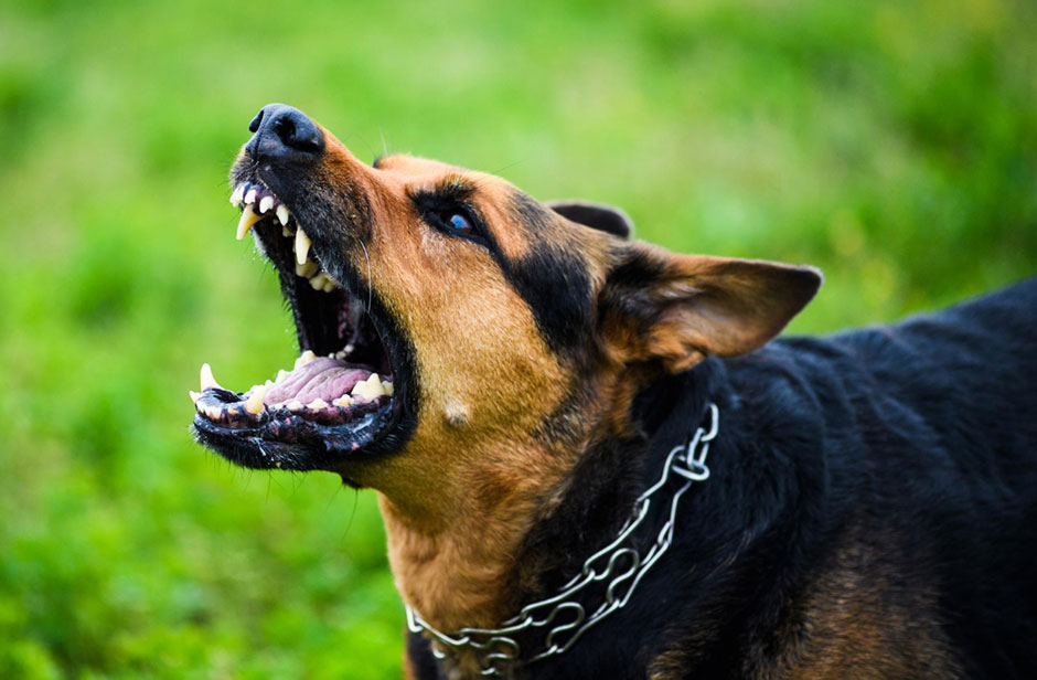 «Берегитесь псов»: смелое слово Перри Стоуна о клевете потрясает церковь