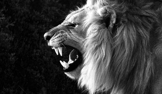 Операция «Нарния»: Аслан в движении