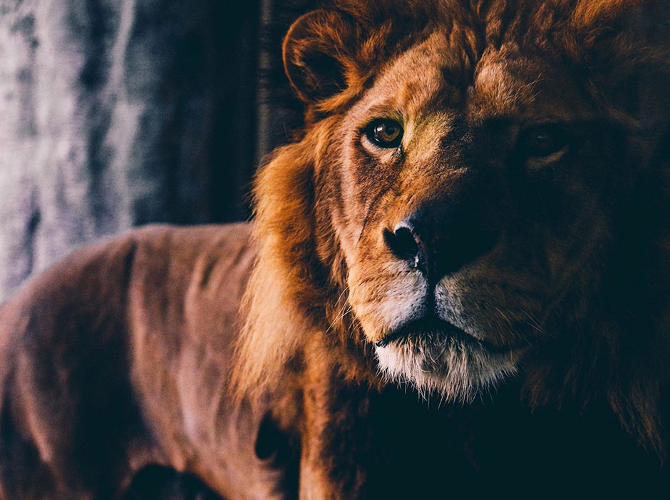 Восстающий лев