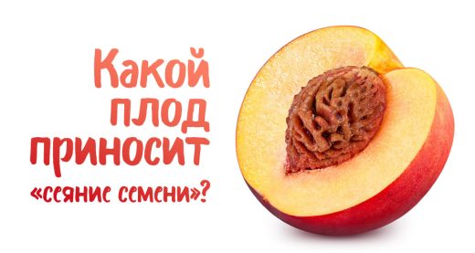 Какой плод приносит «сеяние семени»?