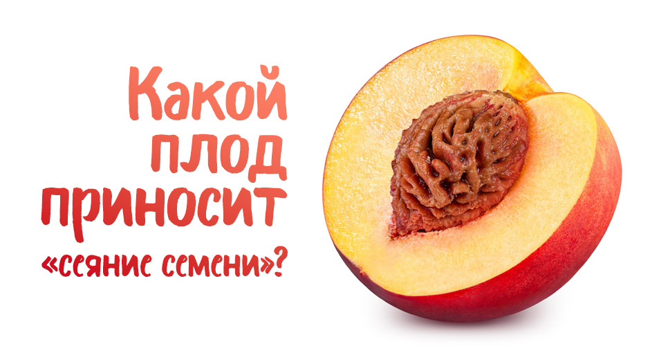 Какой плод приносит «сеяние семени»?