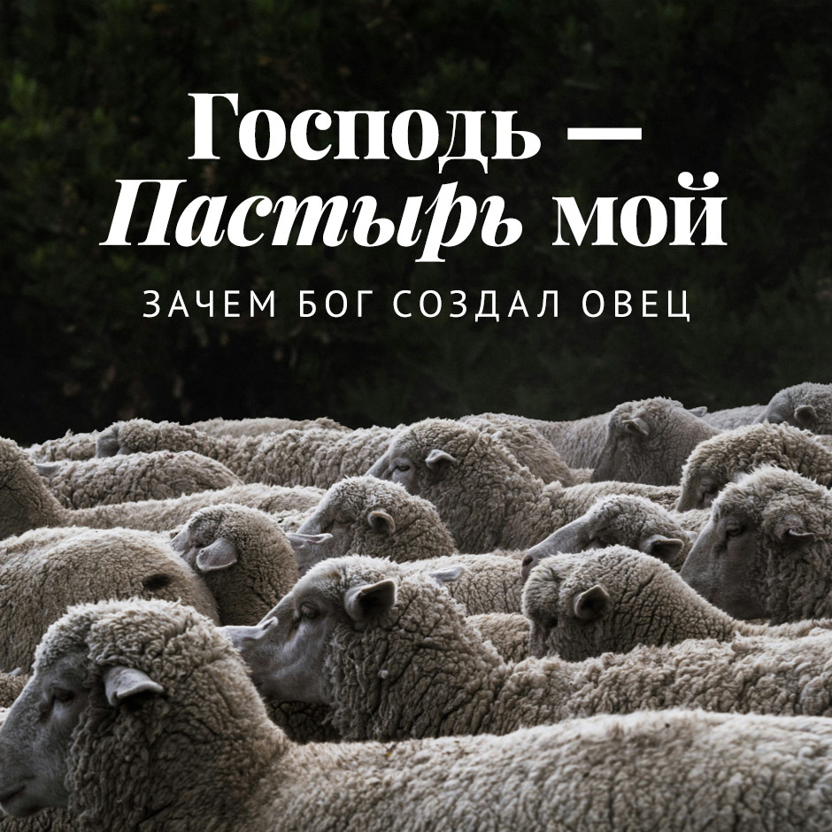 Господь – Пастырь мой: зачем Бог создал овец