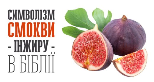 Символізм смокви - інжиру - в Біблії